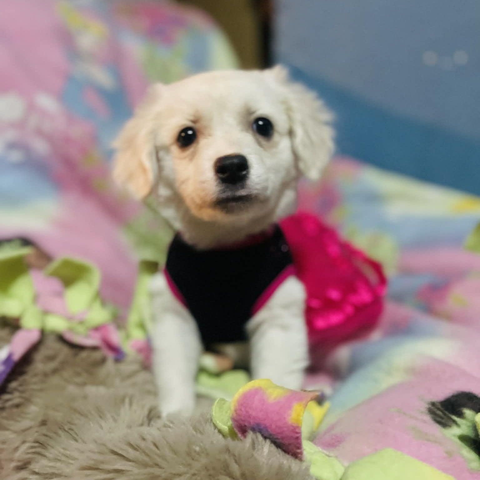 Enlarge Daisy, a Adoptable mixed breed in San Diego , CA image 1/4