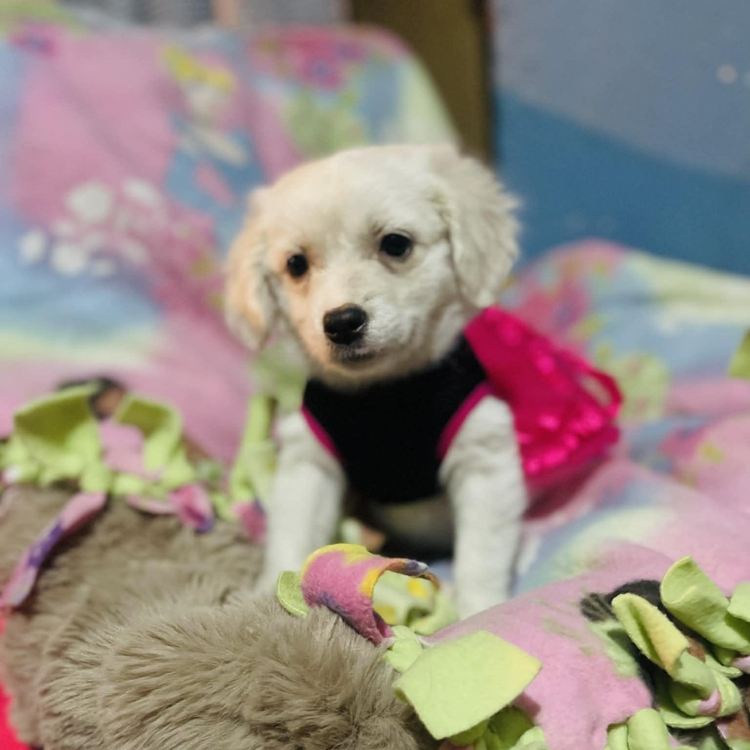 Enlarge Daisy, a Adoptable mixed breed in San Diego , CA image 2/4