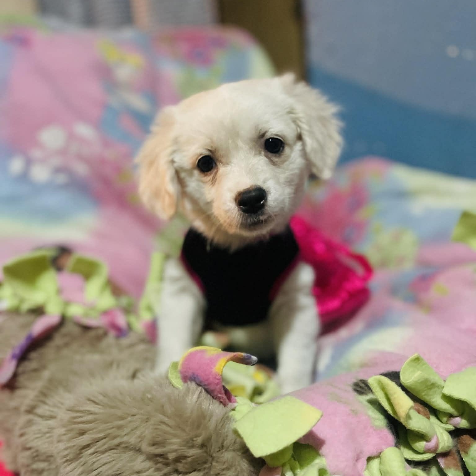 Enlarge Daisy, a Adoptable mixed breed in San Diego , CA image 3/4