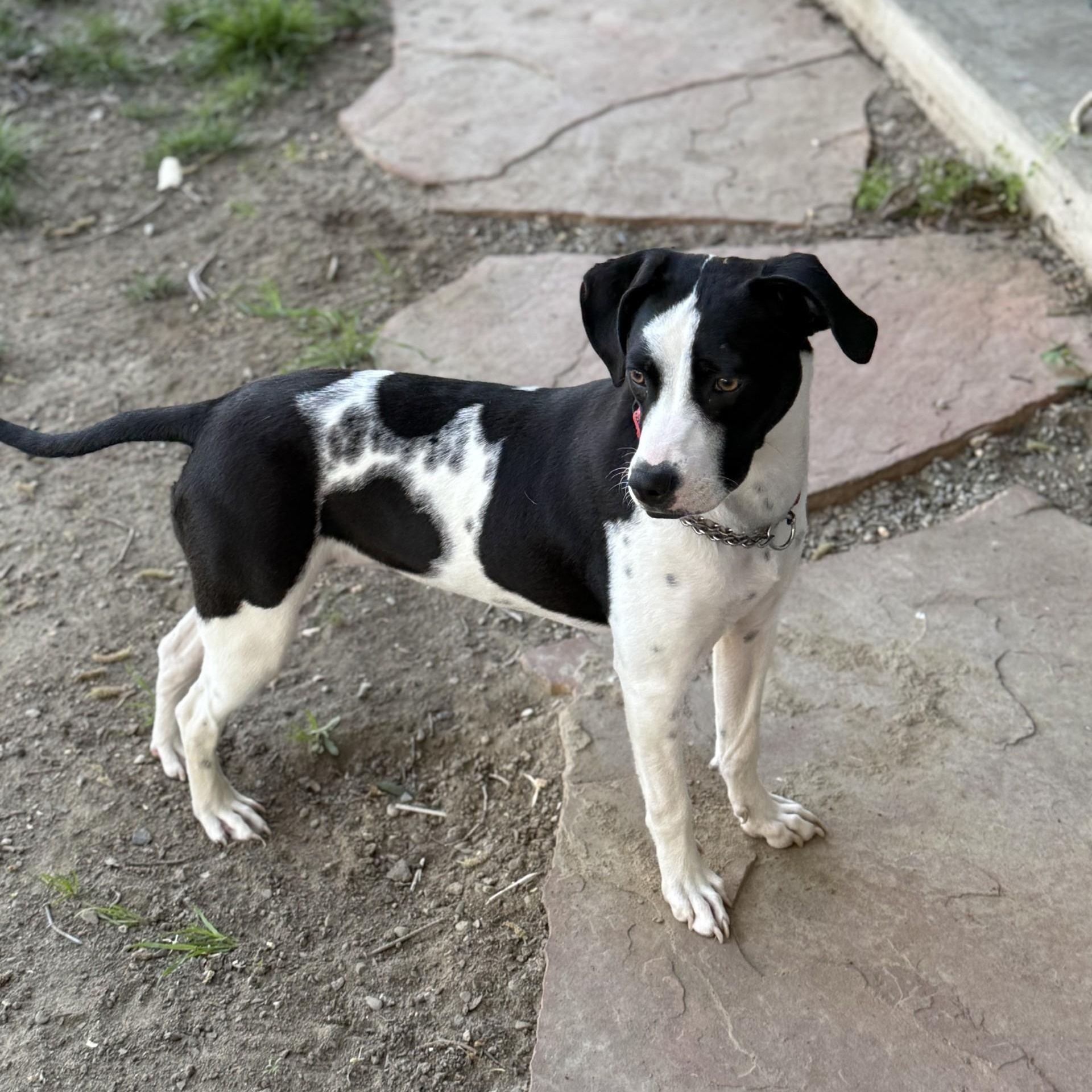Enlarge Bean, a ADOPTABLE mixed breed in modesto, CA image 6/6