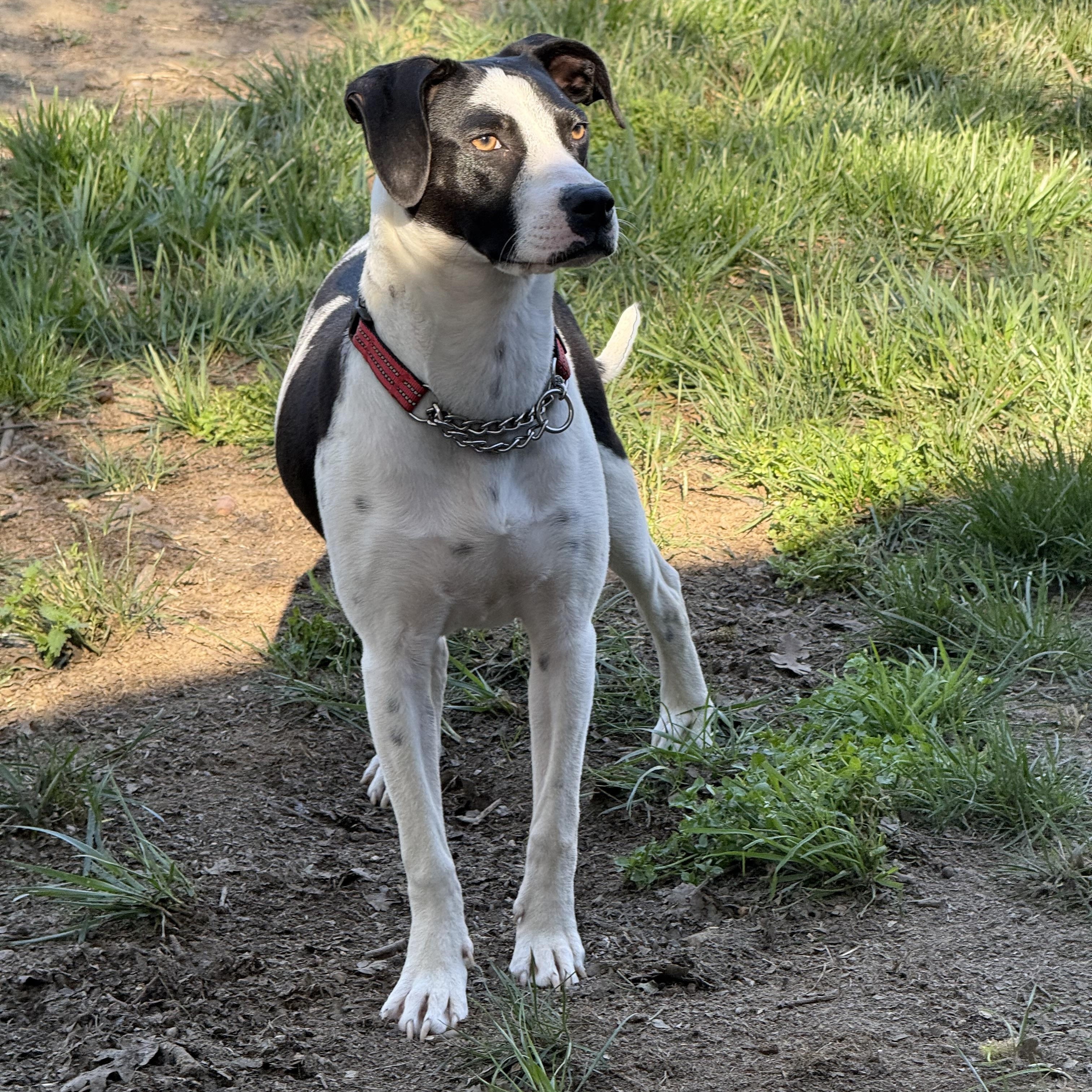 Enlarge Bean, a ADOPTABLE mixed breed in modesto, CA image 3/6