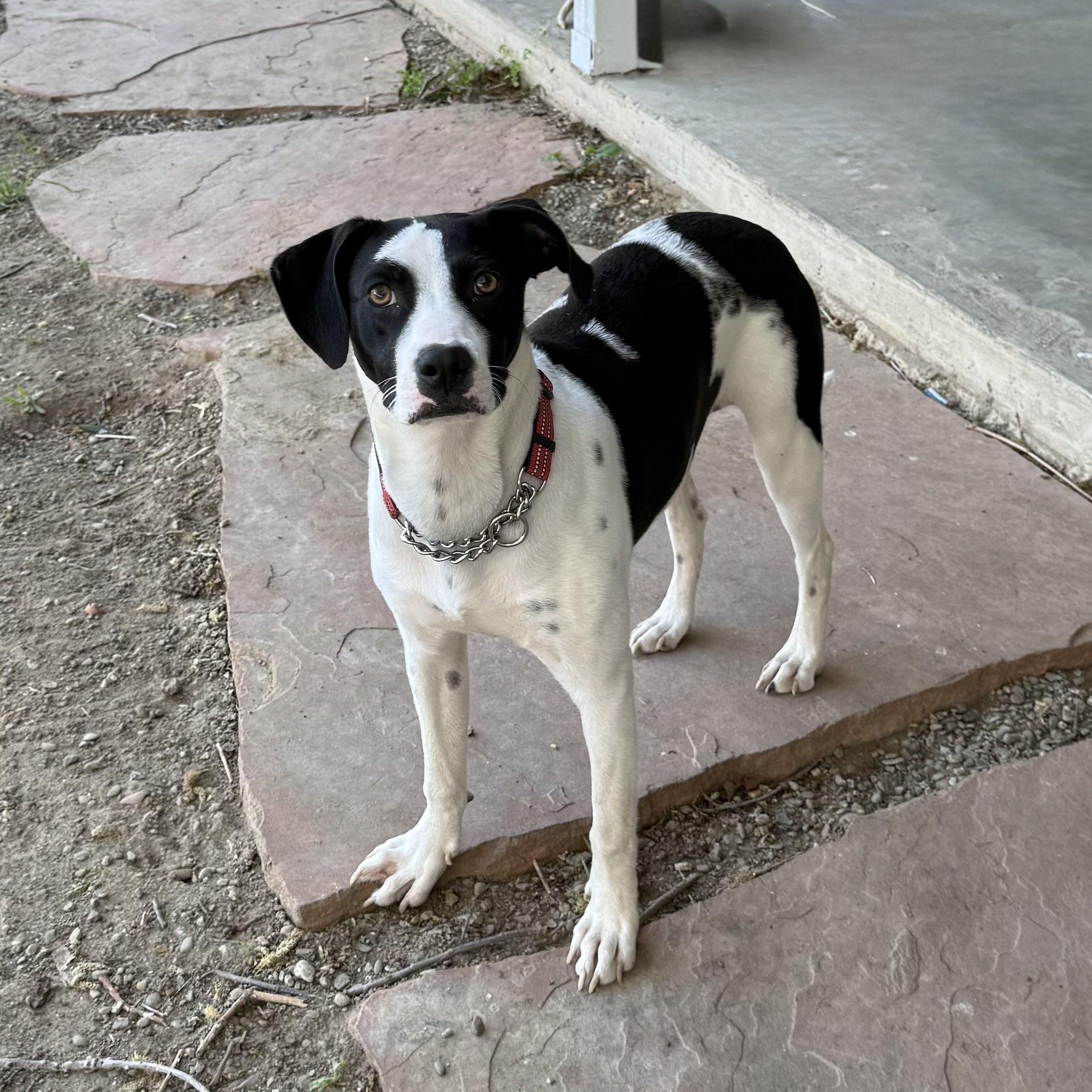 Enlarge Bean, a ADOPTABLE mixed breed in modesto, CA image 2/6