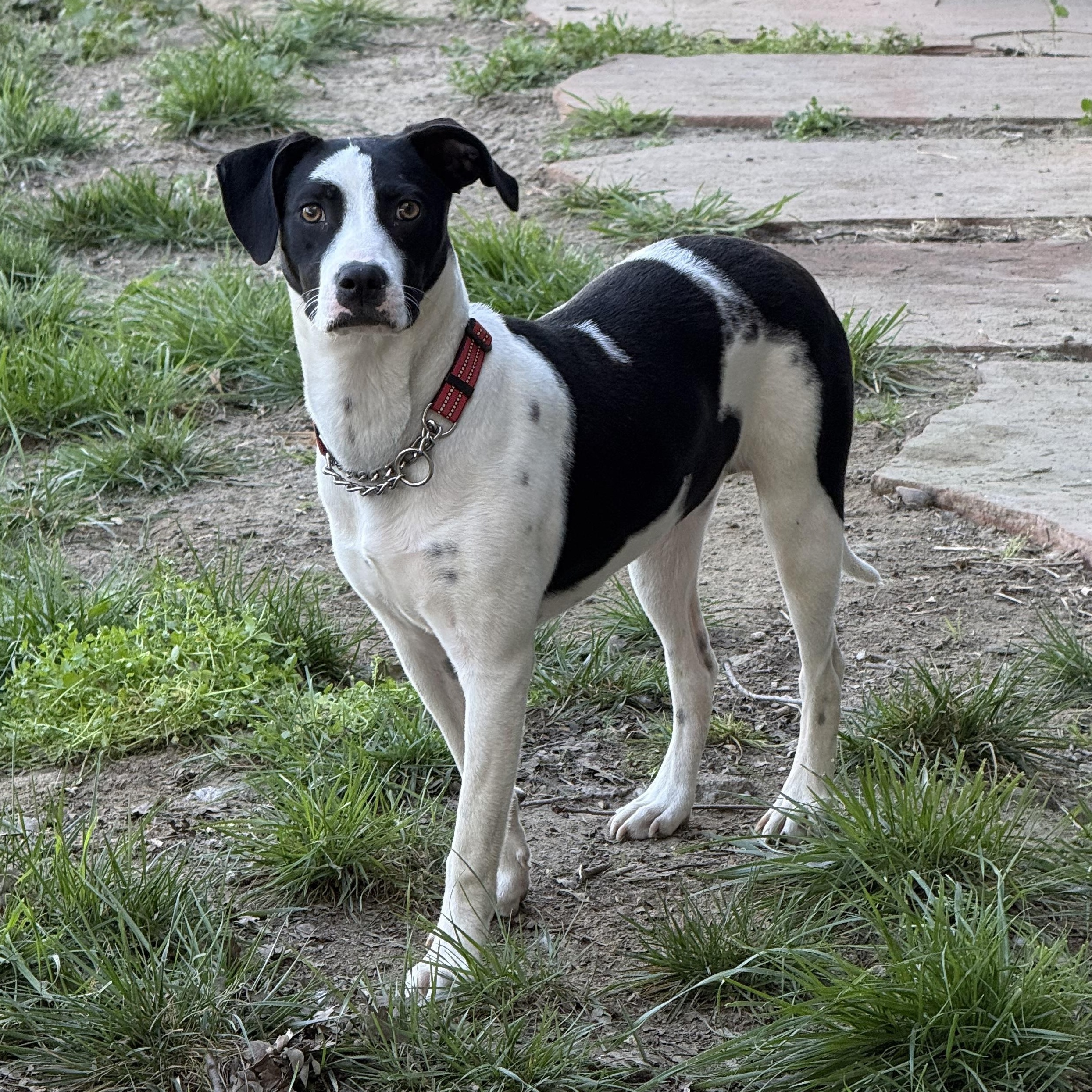Enlarge Bean, a ADOPTABLE mixed breed in modesto, CA image 5/6