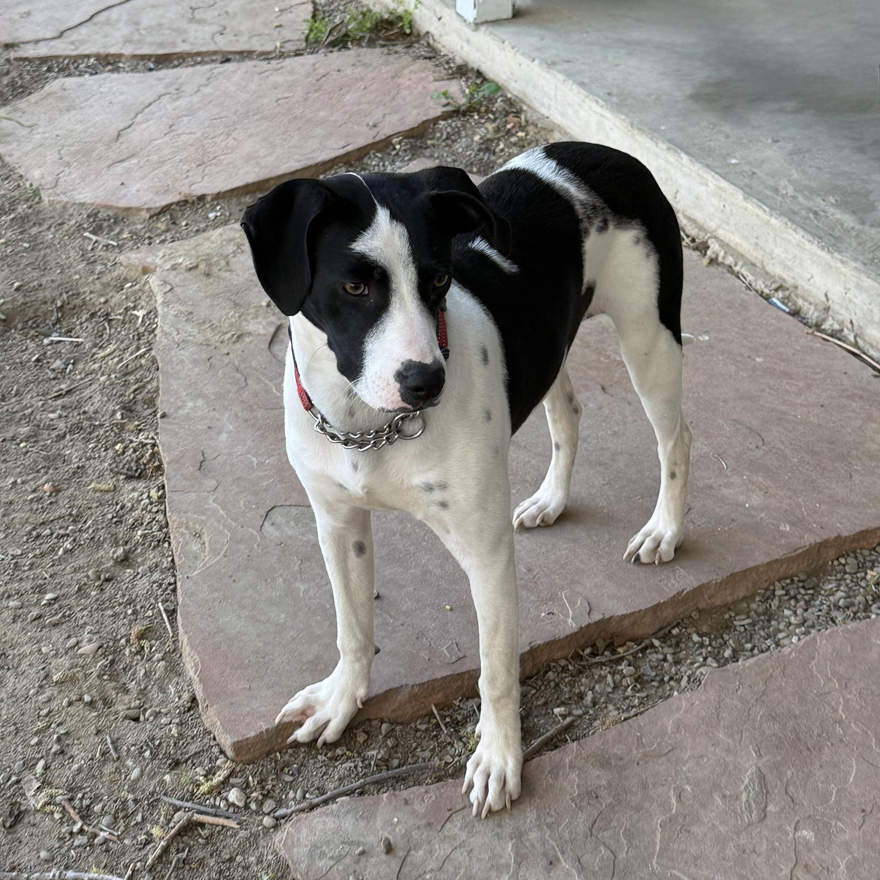 Enlarge Bean, a ADOPTABLE mixed breed in modesto, CA image 4/6