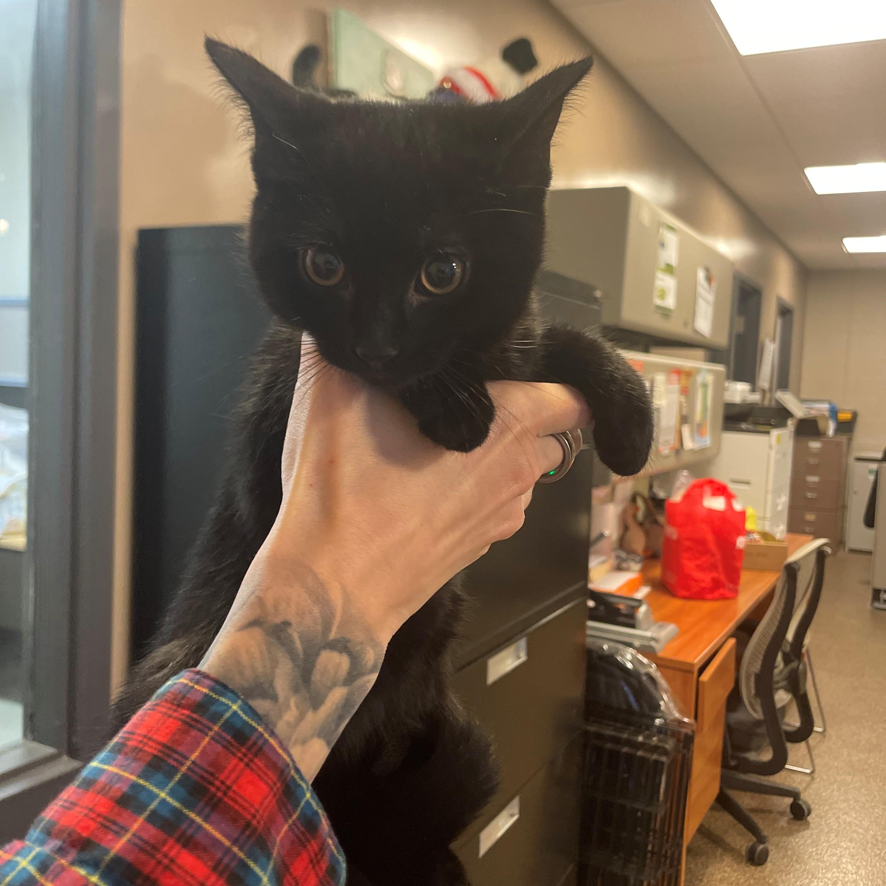 Pocus CS-322/26, Adoptable, Kitten Female Domestic Short Hair.