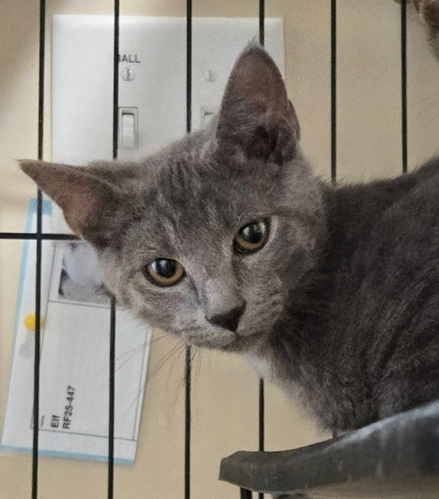 Haze, Adoptable, Kitten Male Domestic Short Hair.