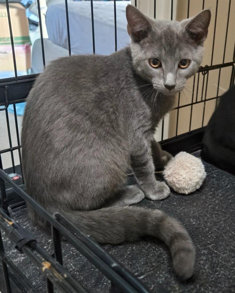 Enlarge Haze, a Adoptable mixed breed in Evans, GA image 2/2