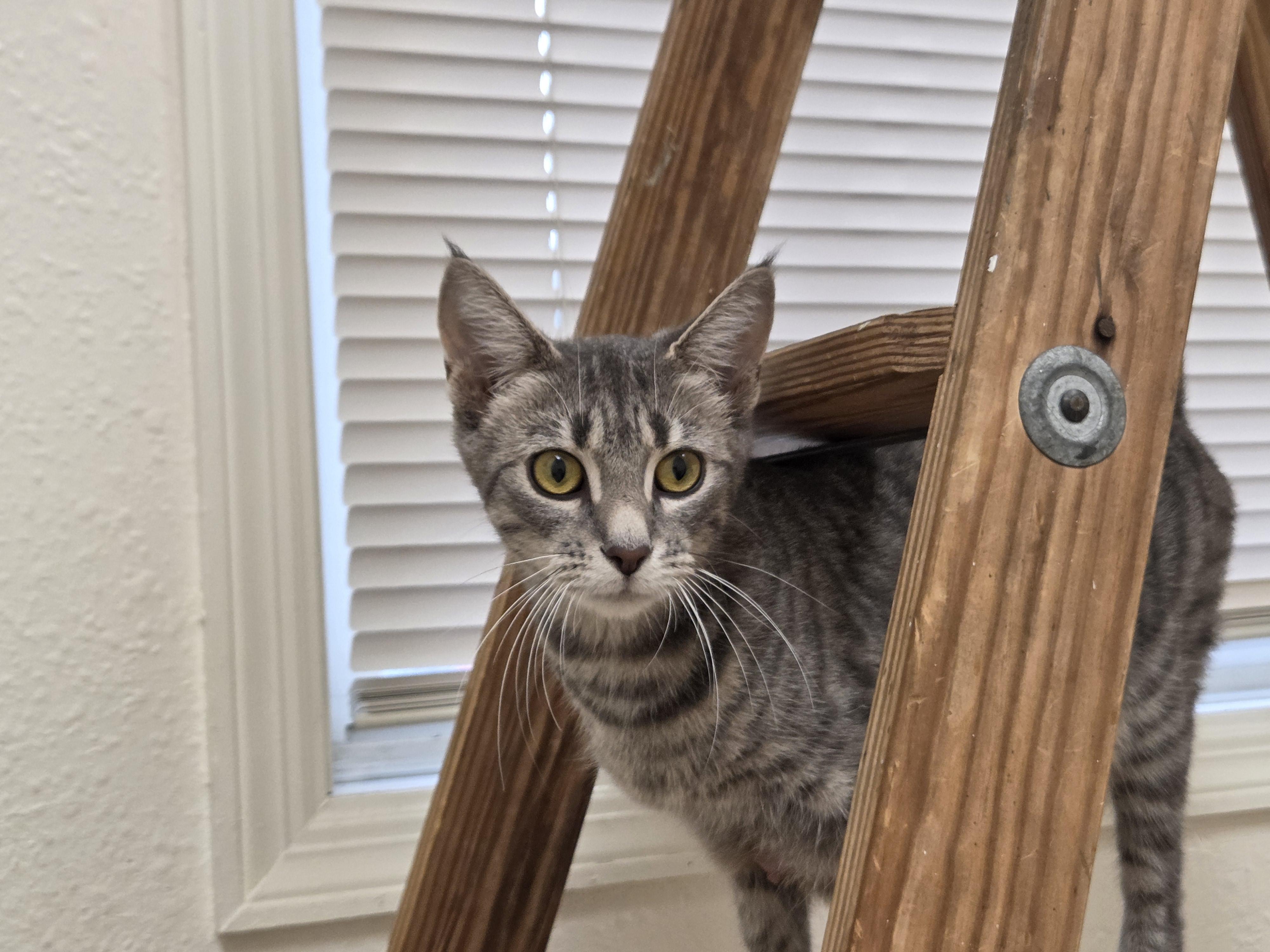 Betsy, ADOPTABLE, Adult Female Domestic Short Hair.