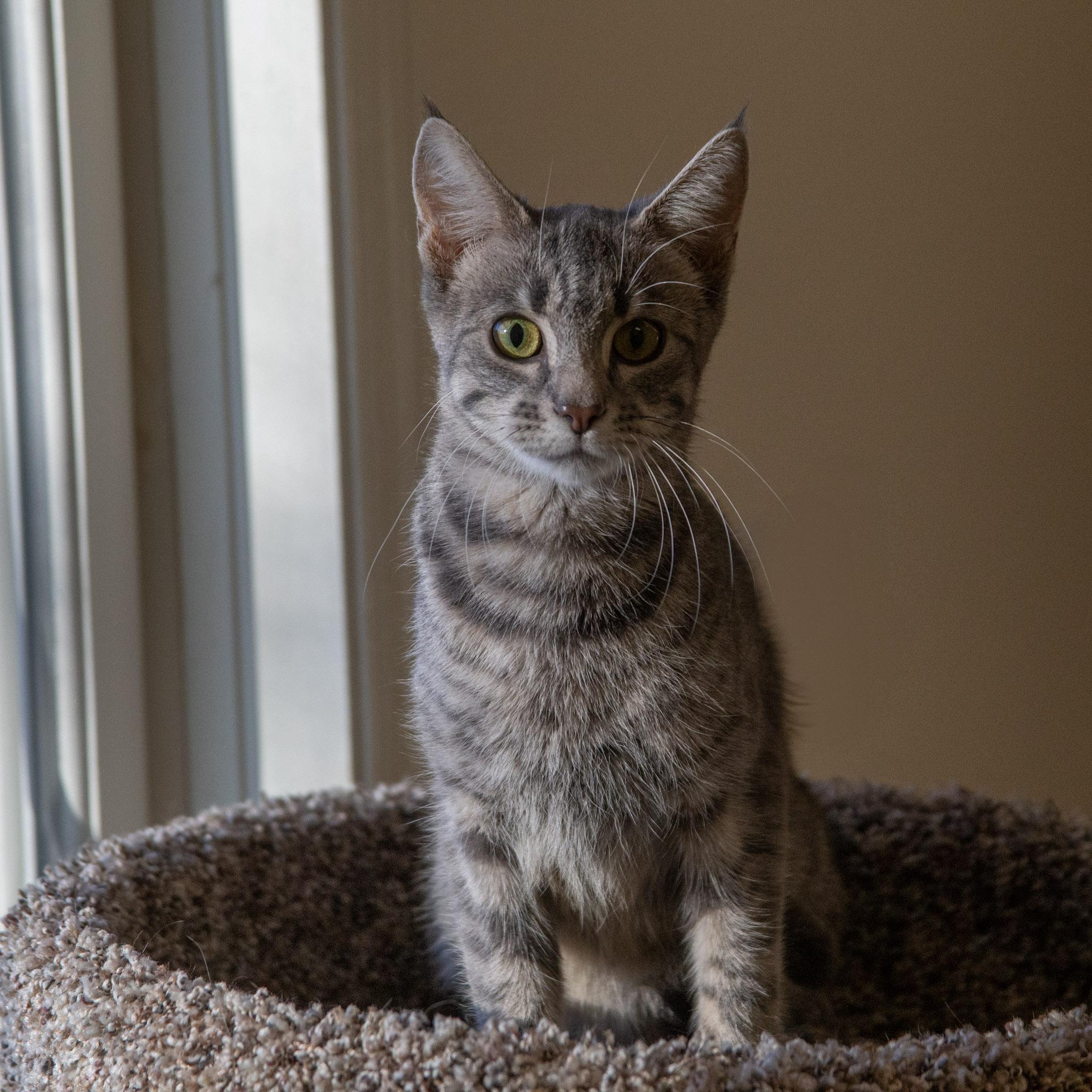 Betsy, a ADOPTABLE Domestic Short Hair in Red Wing, MN image 2/3
