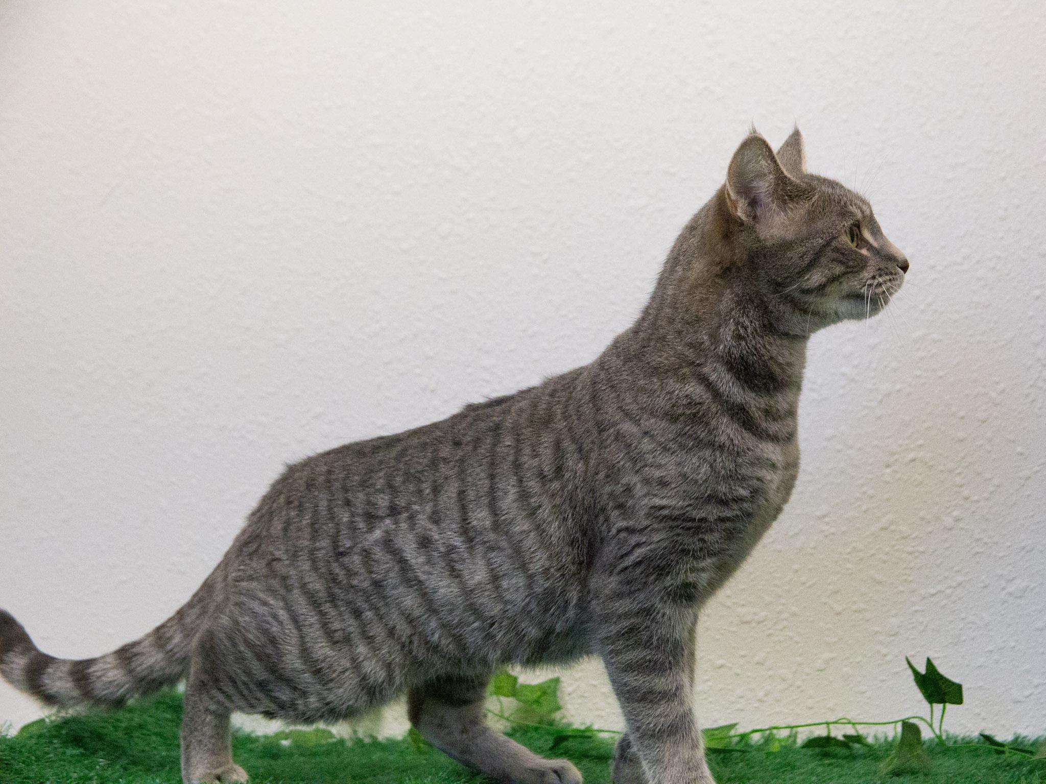 Betsy, an adoptable Domestic Short Hair in Red Wing, MN image 5/5