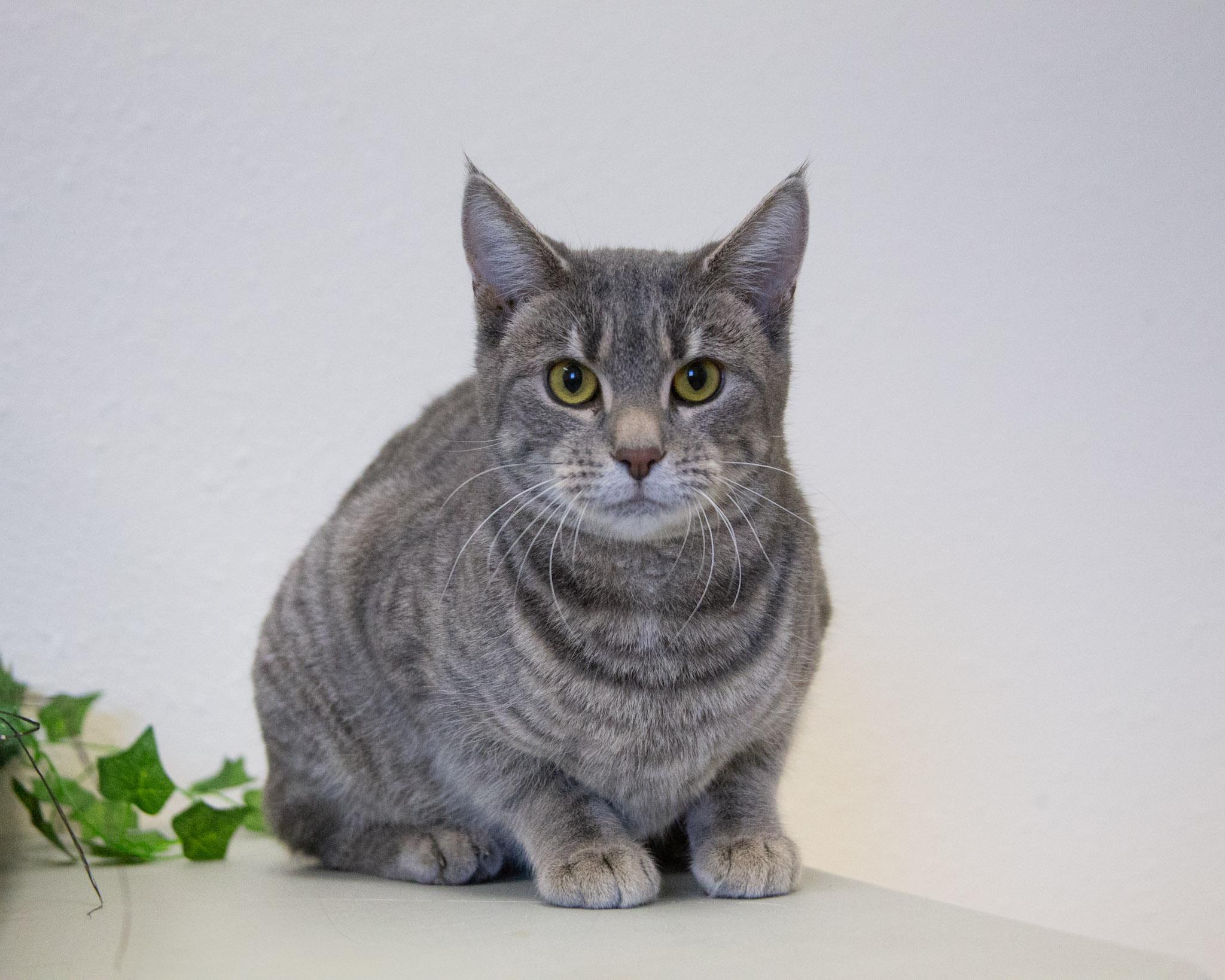 Betsy, an adoptable Domestic Short Hair in Red Wing, MN image 1/5