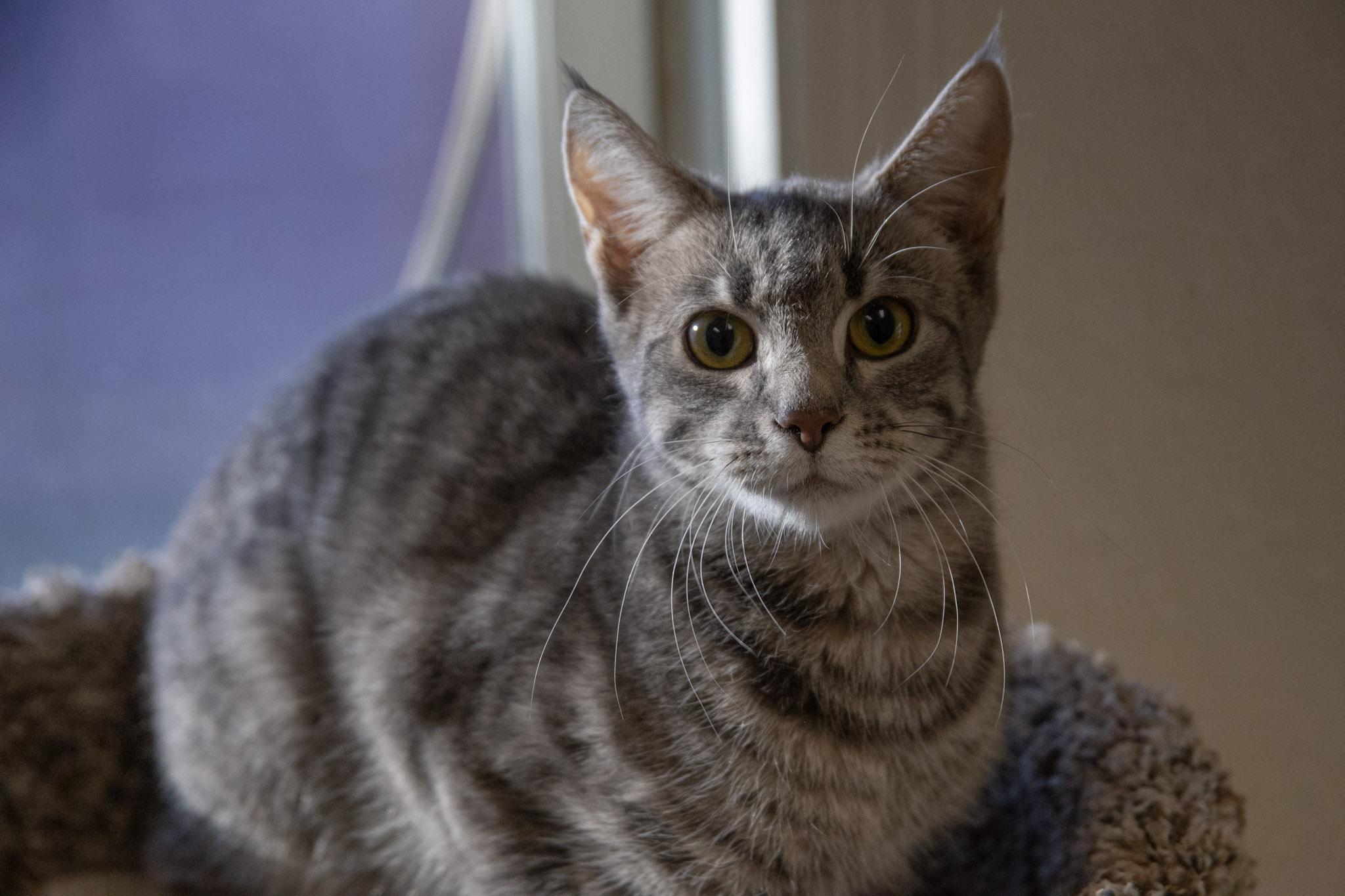 Betsy, a ADOPTABLE Domestic Short Hair in Red Wing, MN image 3/3