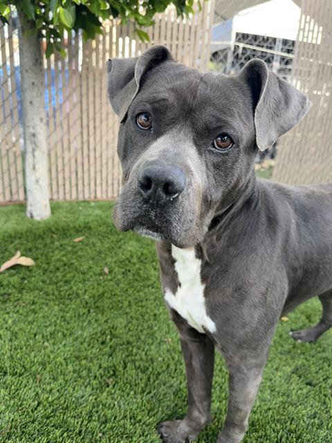 CASH, Adoptable, Adult Male Pit Bull Terrier.