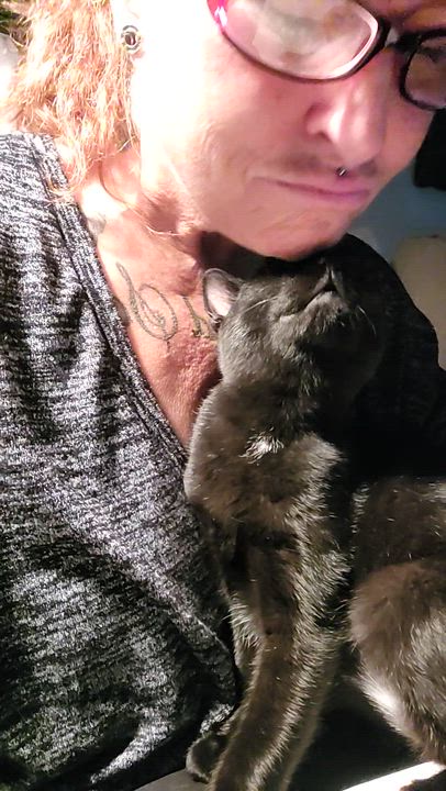 Enlarge Drop, a Adoptable Domestic Short Hair in Kitchener, ON video 2/2