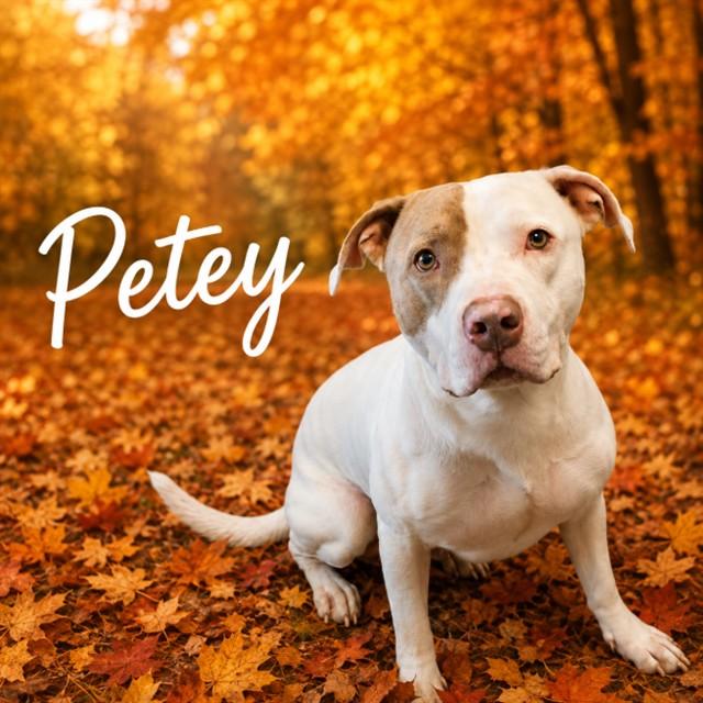 PETEY, Adoptable, Young Male American Staffordshire Terrier.