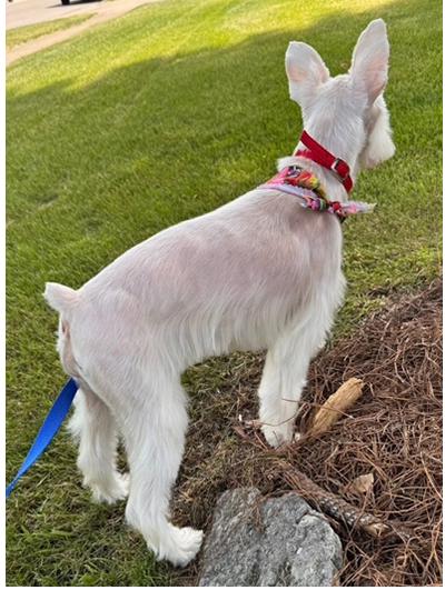Benny, a Adoptable Miniature Schnauzer in Miamisburg, OH image 4/5