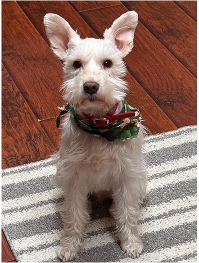 Benny, a Adoptable Miniature Schnauzer in Miamisburg, OH image 3/5