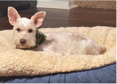 Benny, a Adoptable Miniature Schnauzer in Miamisburg, OH image 5/5