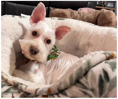 Benny, a Adoptable Miniature Schnauzer in Miamisburg, OH image 2/5