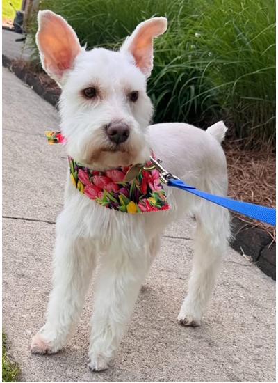 Benny, a Adoptable Miniature Schnauzer in Miamisburg, OH image 1/5