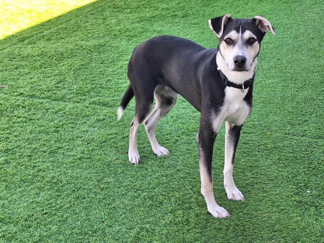 DULCE, Adoptable, Young Female German Shepherd Dog & Mixed Breed.