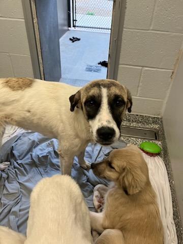 Root Beer, Adoptable, Young Female Mixed Breed.