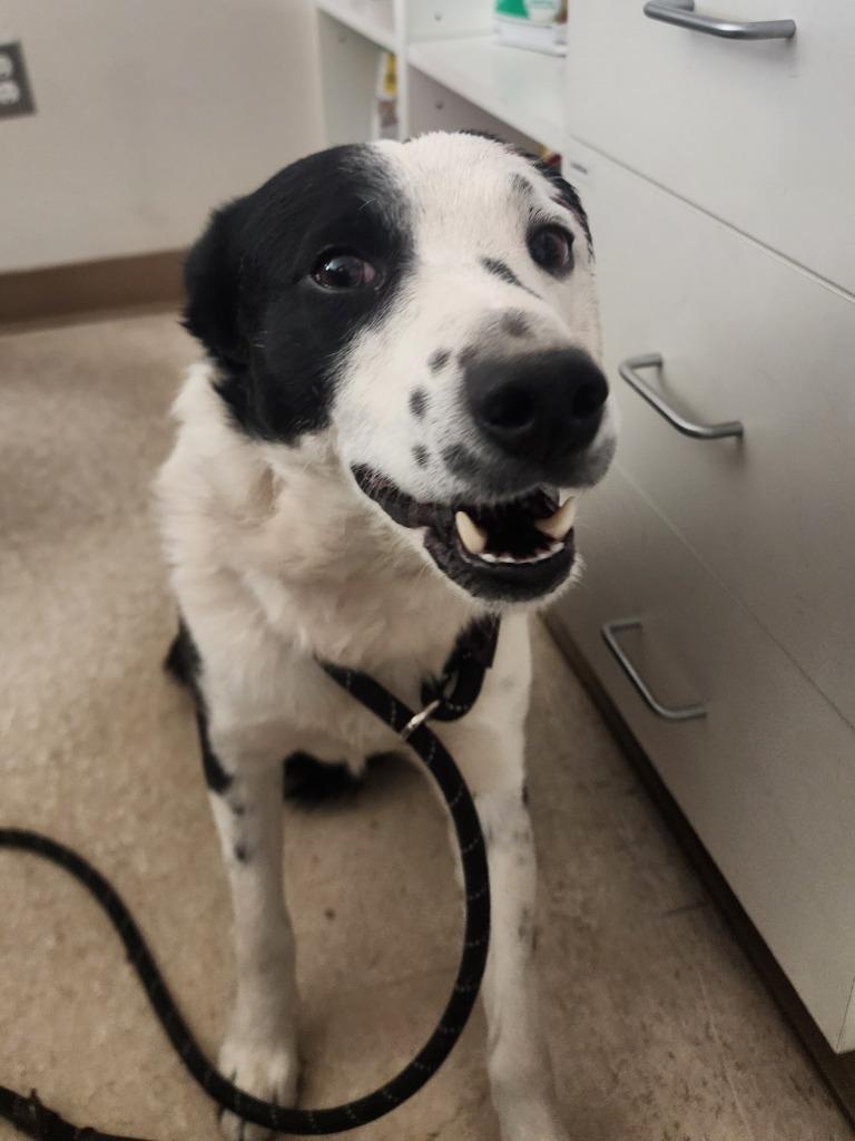 Enlarge Rex, a Adoptable Border Collie in Green River, WY image 1/1