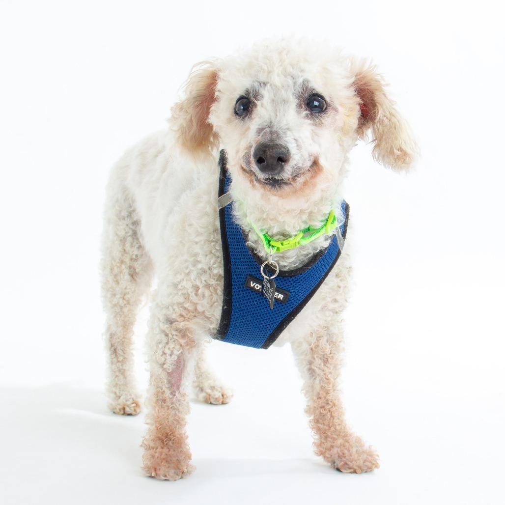 Garvin Thomas 14320, a Adoptable Poodle in San Francisco, CA image 1/6