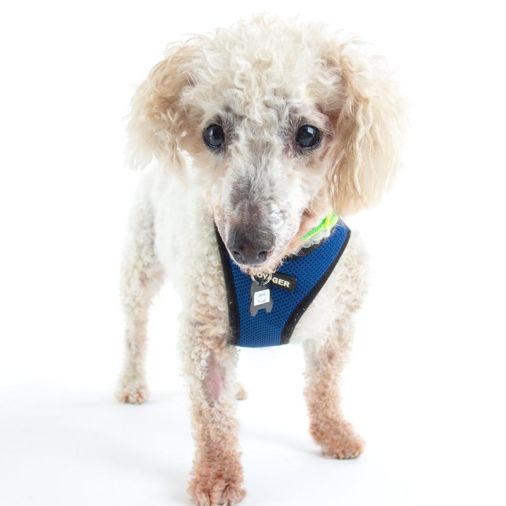 Garvin Thomas 14320, a Adoptable Poodle in San Francisco, CA image 2/6