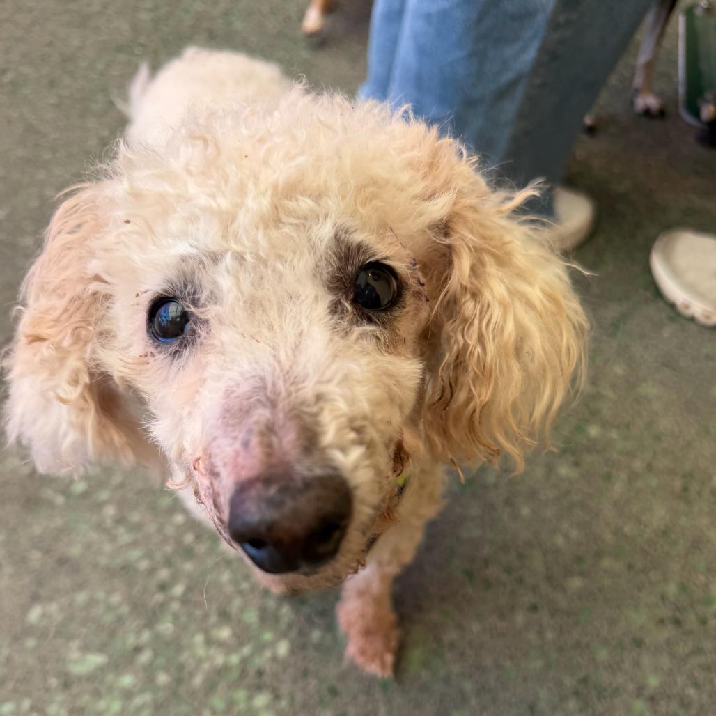 Garvin Thomas 14320, a Adoptable Poodle in San Francisco, CA image 3/6