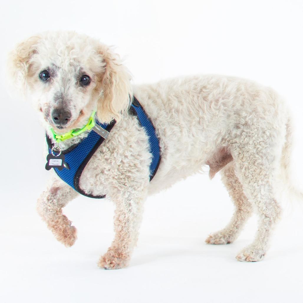 Garvin Thomas 14320, a Adoptable Poodle in San Francisco, CA image 4/6