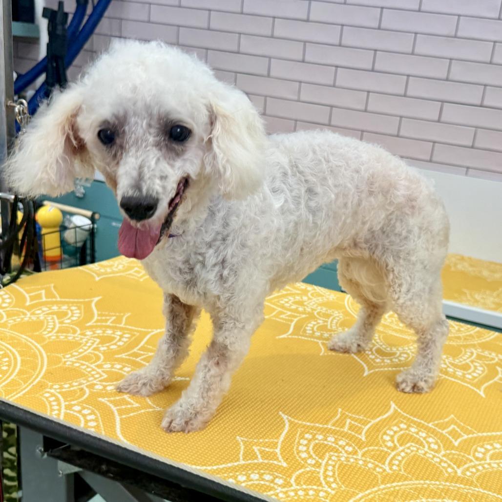 Garvin Thomas 14320, a Adoptable Poodle in San Francisco, CA image 5/6