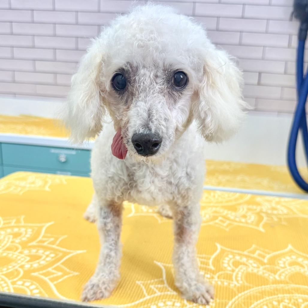 Garvin Thomas 14320, a Adoptable Poodle in San Francisco, CA image 6/6