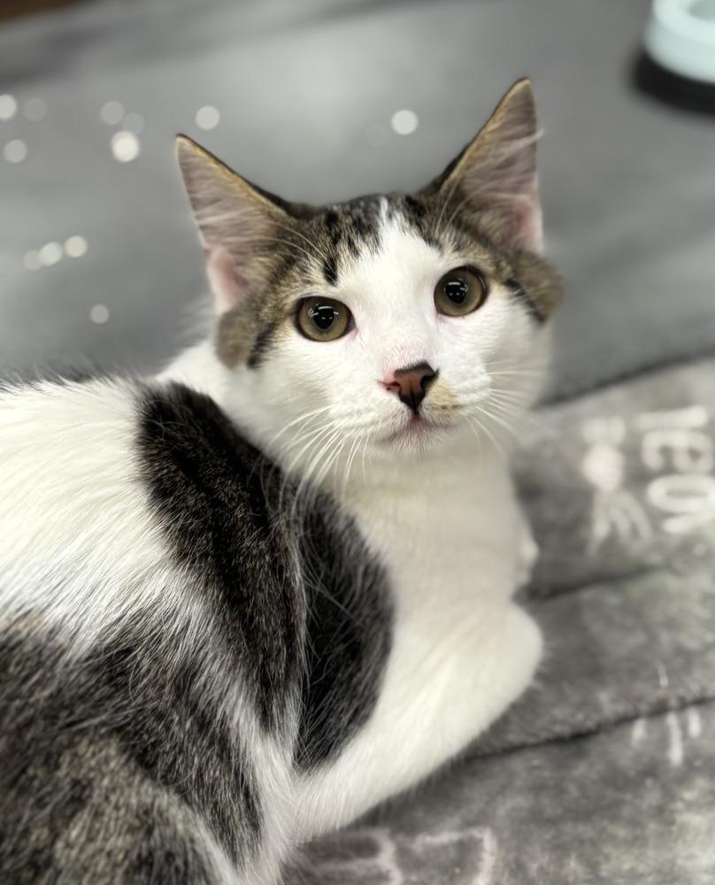 Indo, Adoptable, Kitten Male Domestic Medium Hair.