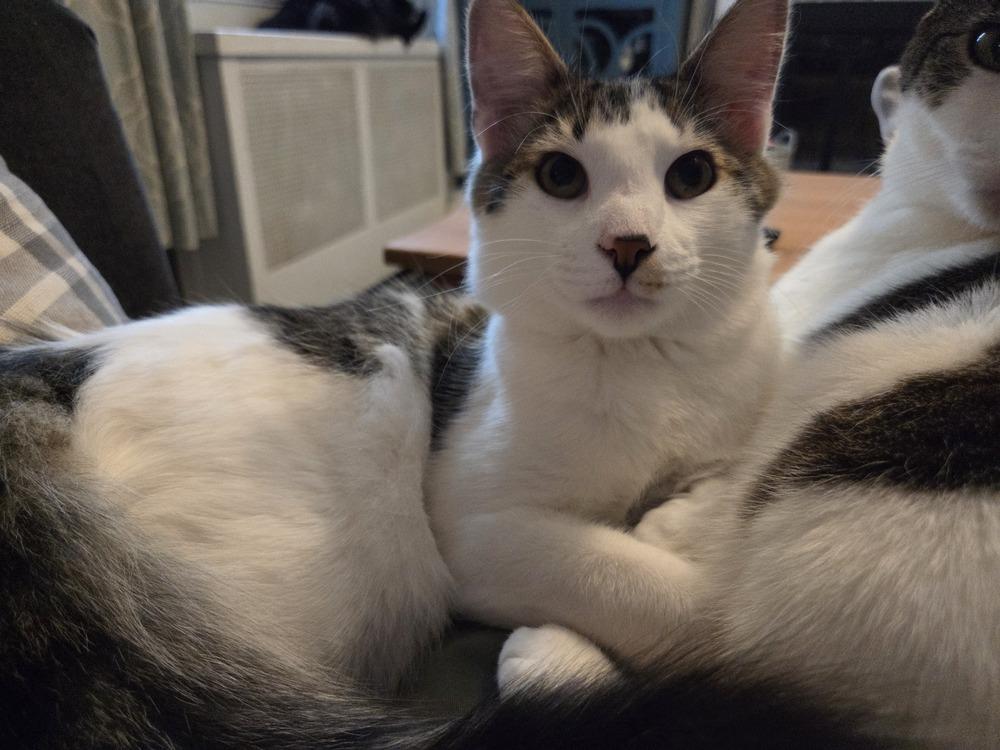 Enlarge Indo, a Adoptable Domestic Medium Hair in Henrico, VA image 2/6