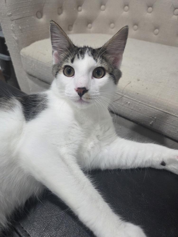 Enlarge Indo, a Adoptable Domestic Medium Hair in Henrico, VA image 3/6