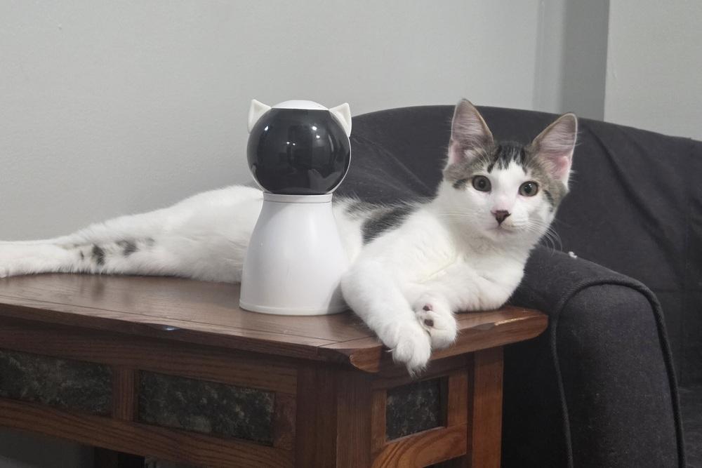 Enlarge Indo, a Adoptable Domestic Medium Hair in Henrico, VA image 4/6