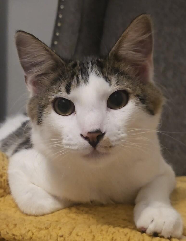 Enlarge Indo, a Adoptable Domestic Medium Hair in Henrico, VA image 5/6