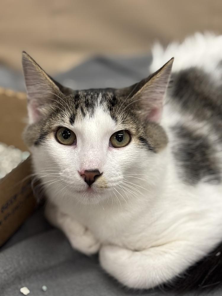 Enlarge Indo, a Adoptable Domestic Medium Hair in Henrico, VA image 6/6