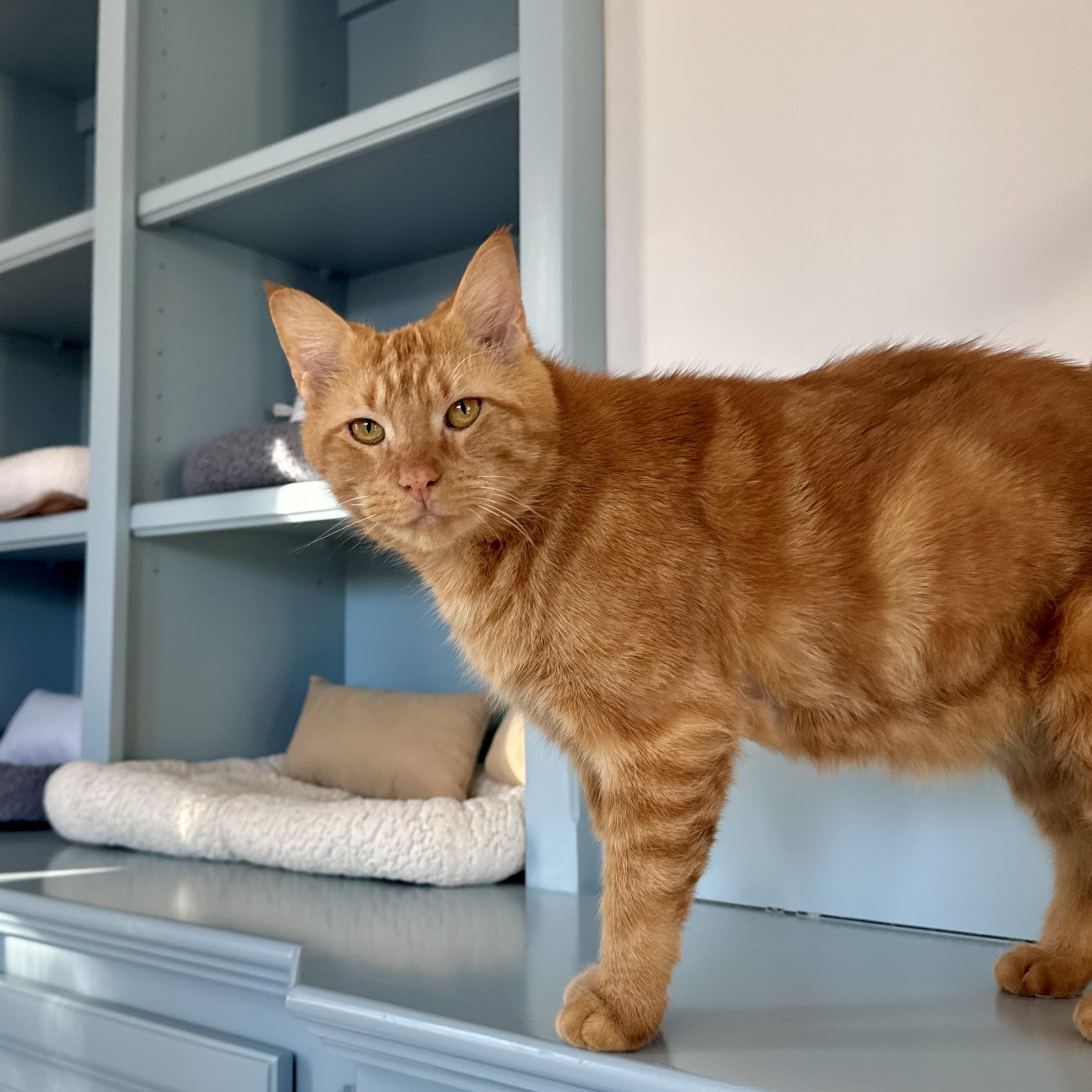 Franklin, a ADOPTABLE Domestic Short Hair in Ramsey, NJ image 2/5