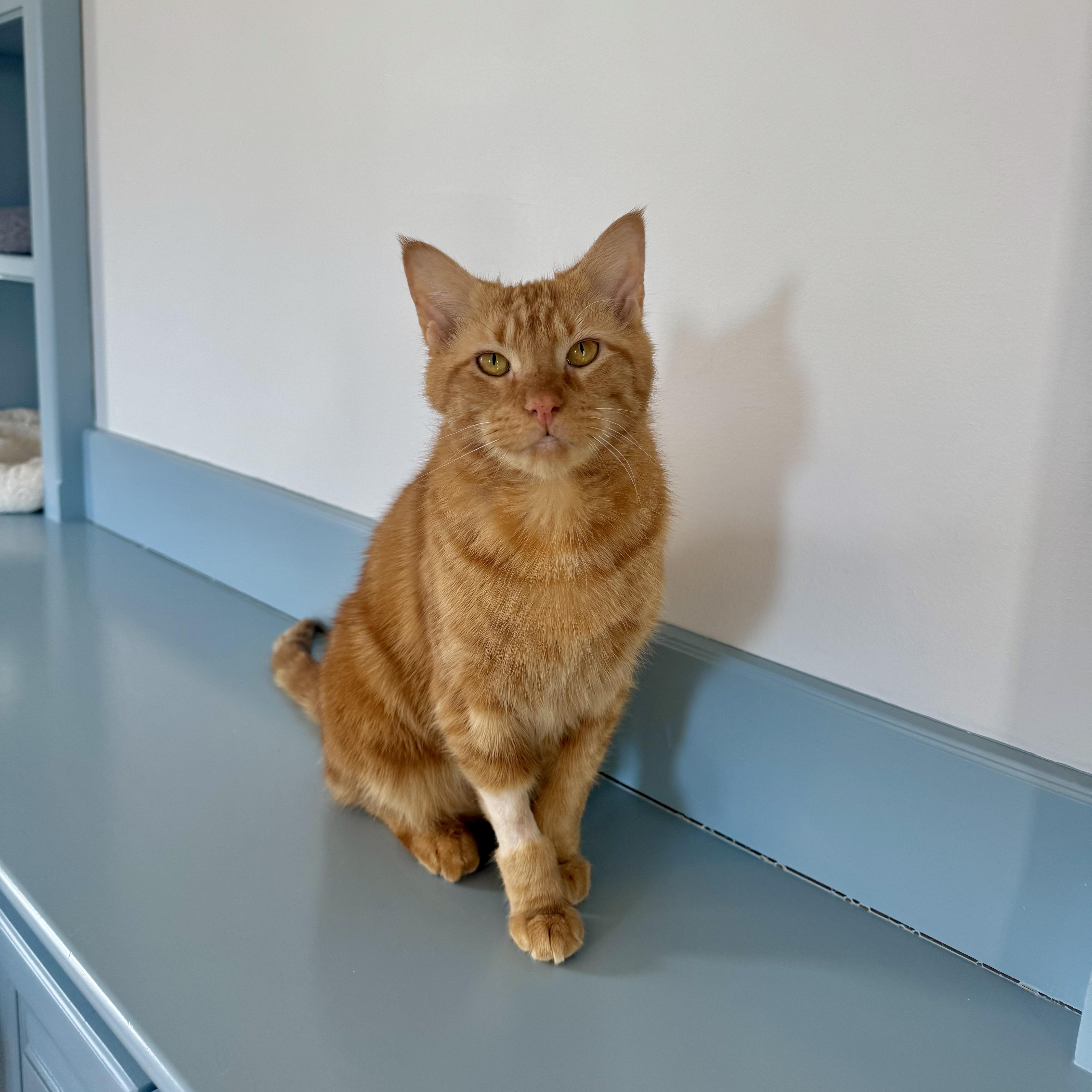 Franklin, a ADOPTABLE Domestic Short Hair in Ramsey, NJ image 1/5