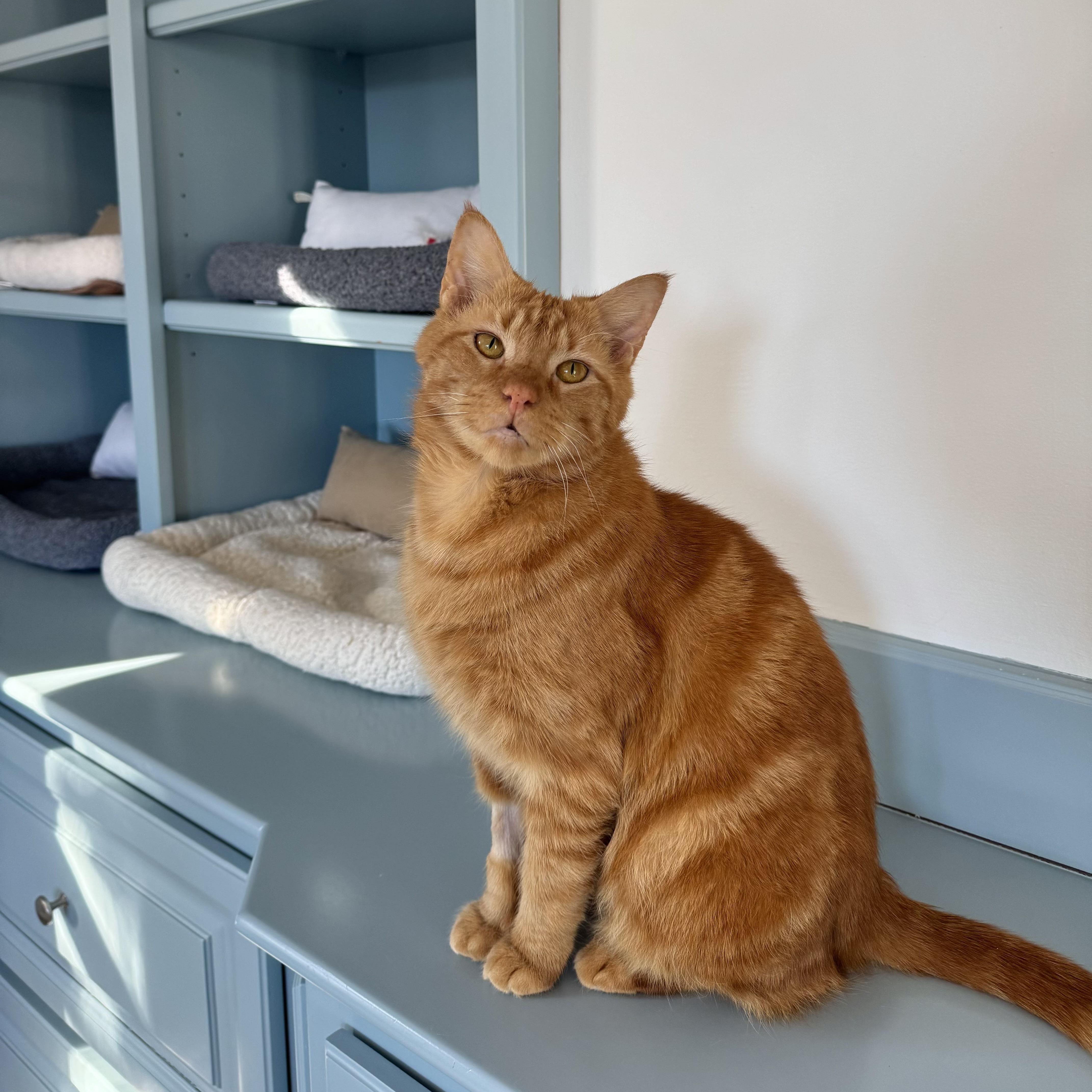 Franklin, a ADOPTABLE Domestic Short Hair in Ramsey, NJ image 3/5