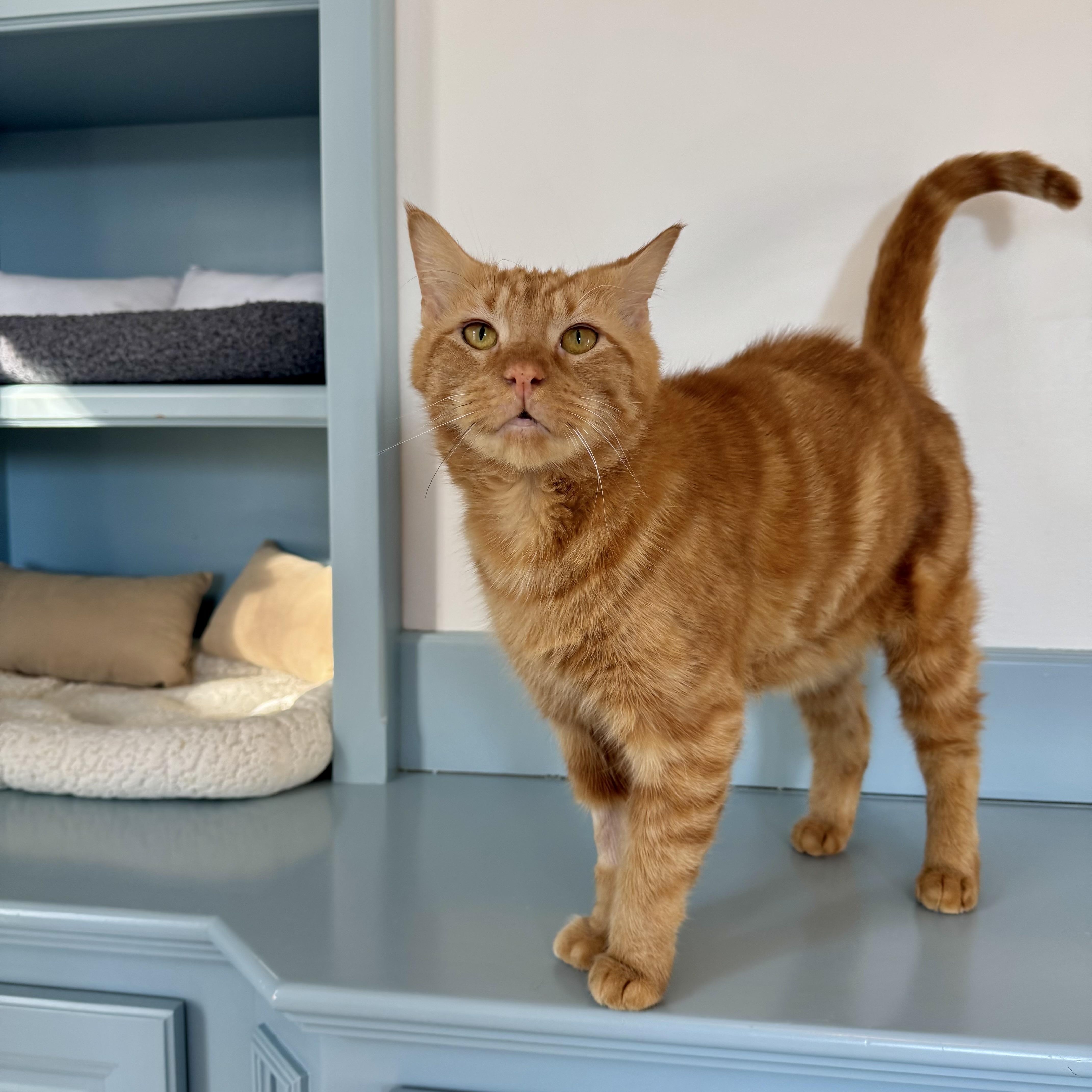 Franklin, a ADOPTABLE Domestic Short Hair in Ramsey, NJ image 5/5