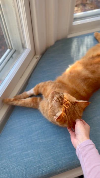 Enlarge Franklin, a ADOPTABLE Domestic Short Hair in Ramsey, NJ video 4/5