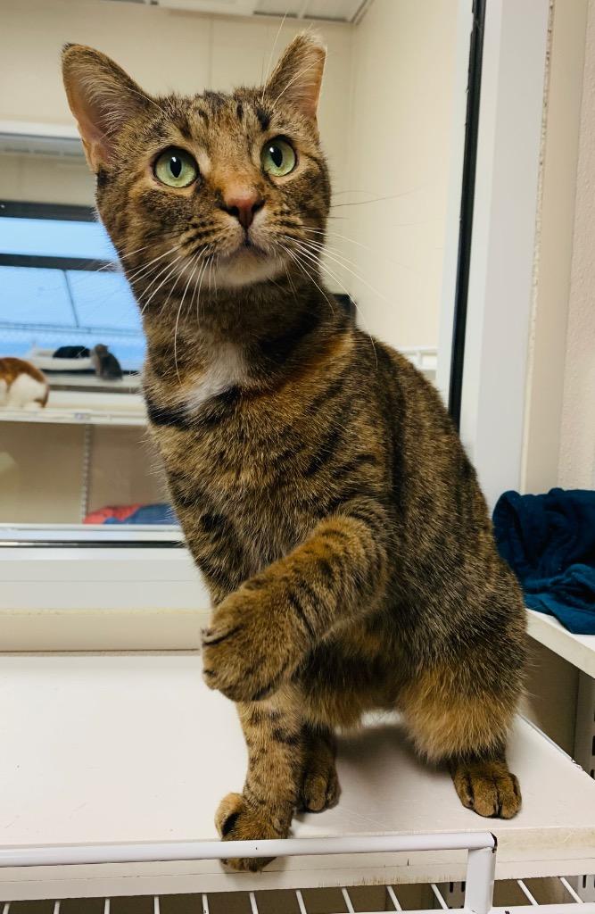 Enlarge Precious, a Adoptable mixed breed in Fremont, OH image 1/4