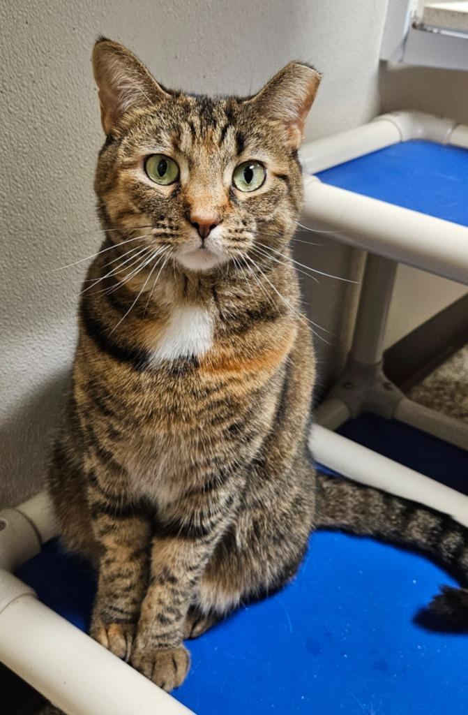 Enlarge Precious, a Adoptable mixed breed in Fremont, OH image 2/4