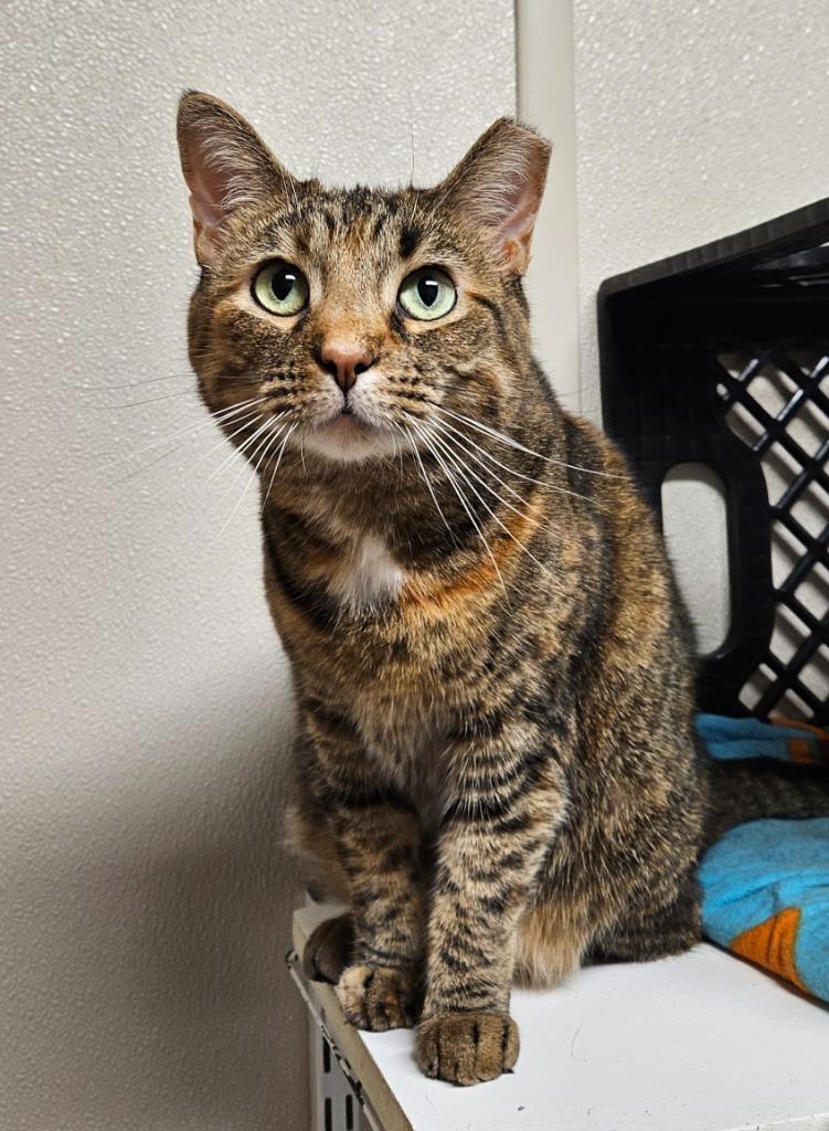 Enlarge Precious, a Adoptable mixed breed in Fremont, OH image 3/4