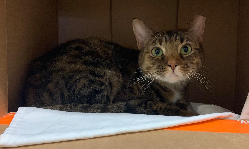 Enlarge Precious, a Adoptable mixed breed in Fremont, OH image 4/4