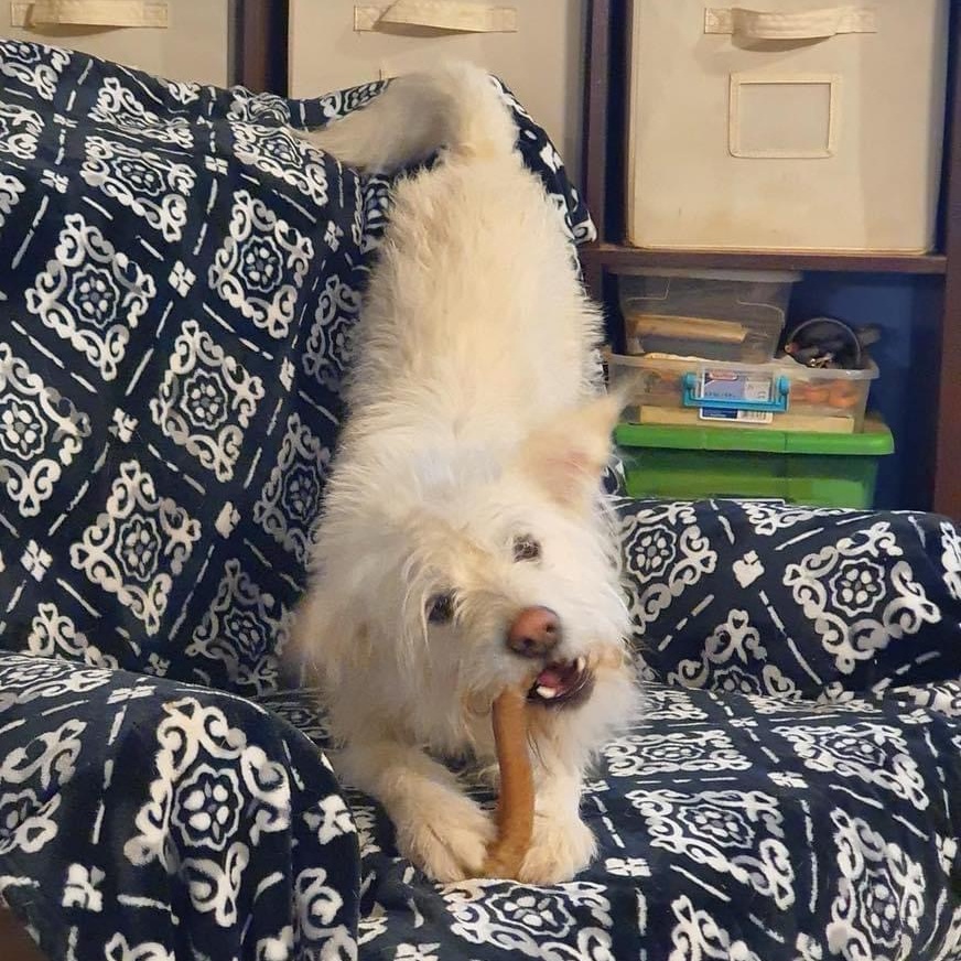 Bentley, a Adoptable mixed breed in Lubbock, TX image 3/6