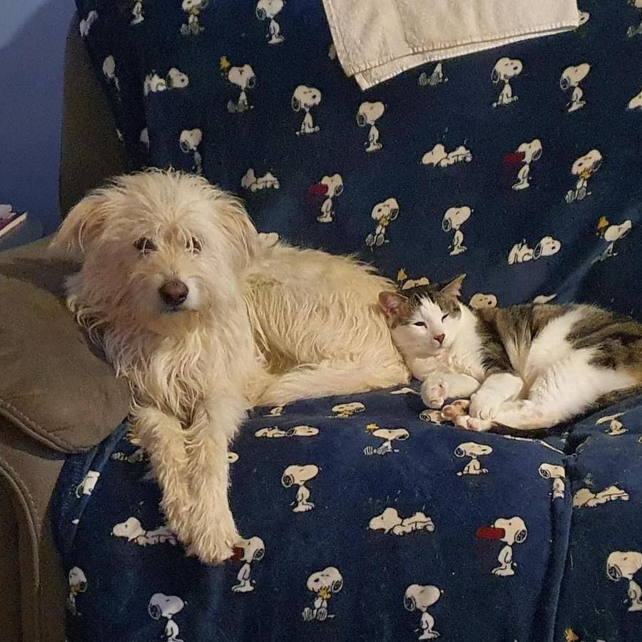 Bentley, a Adoptable mixed breed in Lubbock, TX image 5/6